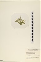 法囊藻藏品圖，第3張