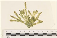 法囊藻藏品圖，第1張