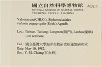 法囊藻藏品圖，第2張