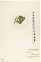 法囊藻藏品圖，第3張