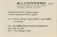 法囊藻藏品圖，第2張