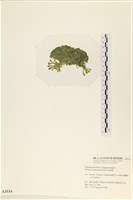 法囊藻藏品圖，第3張