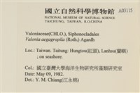 法囊藻藏品圖，第2張