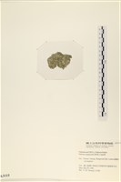 法囊藻藏品圖，第3張