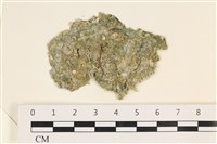 法囊藻藏品圖，第1張