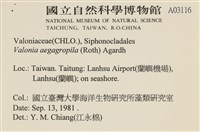 法囊藻藏品圖，第2張