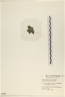 法囊藻藏品圖，第3張