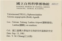 法囊藻藏品圖，第2張