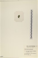 法囊藻藏品圖，第3張