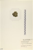 法囊藻藏品圖，第3張