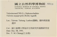 法囊藻藏品圖，第2張