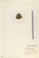 法囊藻藏品圖，第3張