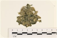 法囊藻藏品圖，第1張