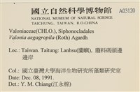 法囊藻藏品圖，第2張