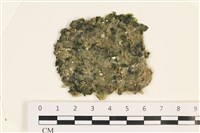 法囊藻藏品圖，第1張