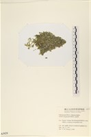 法囊藻藏品圖，第3張