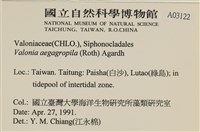 法囊藻藏品圖，第2張