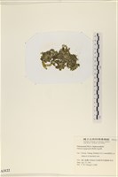 法囊藻藏品圖，第3張