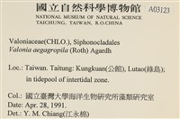 法囊藻藏品圖，第2張