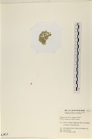 法囊藻藏品圖，第3張