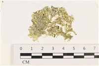 法囊藻藏品圖，第1張