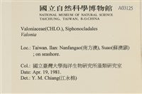 登錄號:A00003125藏品圖，第2張