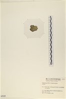 登錄號:A00003125藏品圖，第3張