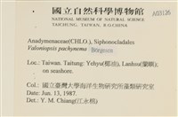 指枝藻藏品圖，第2張