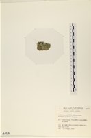 指枝藻藏品圖，第3張