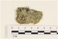 指枝藻藏品圖，第1張