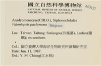 指枝藻藏品圖，第2張