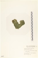 指枝藻藏品圖，第3張