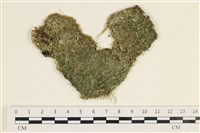 指枝藻藏品圖，第1張