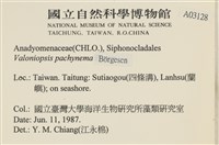 指枝藻藏品圖，第2張