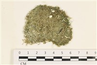 指枝藻藏品圖，第1張