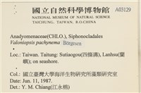 指枝藻藏品圖，第2張