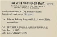 指枝藻藏品圖，第2張