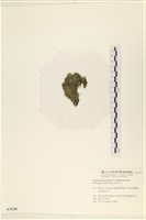 指枝藻藏品圖，第3張
