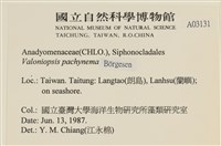 指枝藻藏品圖，第2張