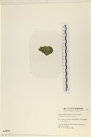 指枝藻藏品圖，第3張