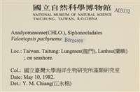 指枝藻藏品圖，第2張