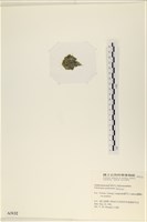 指枝藻藏品圖，第3張