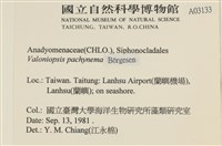 指枝藻藏品圖，第2張