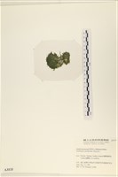 指枝藻藏品圖，第3張