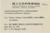 指枝藻藏品圖，第2張