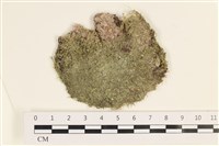 指枝藻藏品圖，第1張