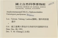 指枝藻藏品圖，第2張