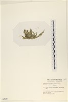 指枝藻藏品圖，第3張