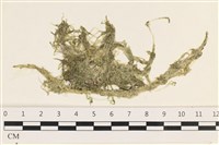 指枝藻藏品圖，第1張