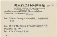 指枝藻藏品圖，第2張